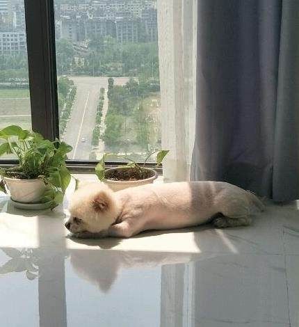 流浪博美蜷缩墙角瑟瑟发抖,女孩收养后带出去遛弯让路人很羡慕