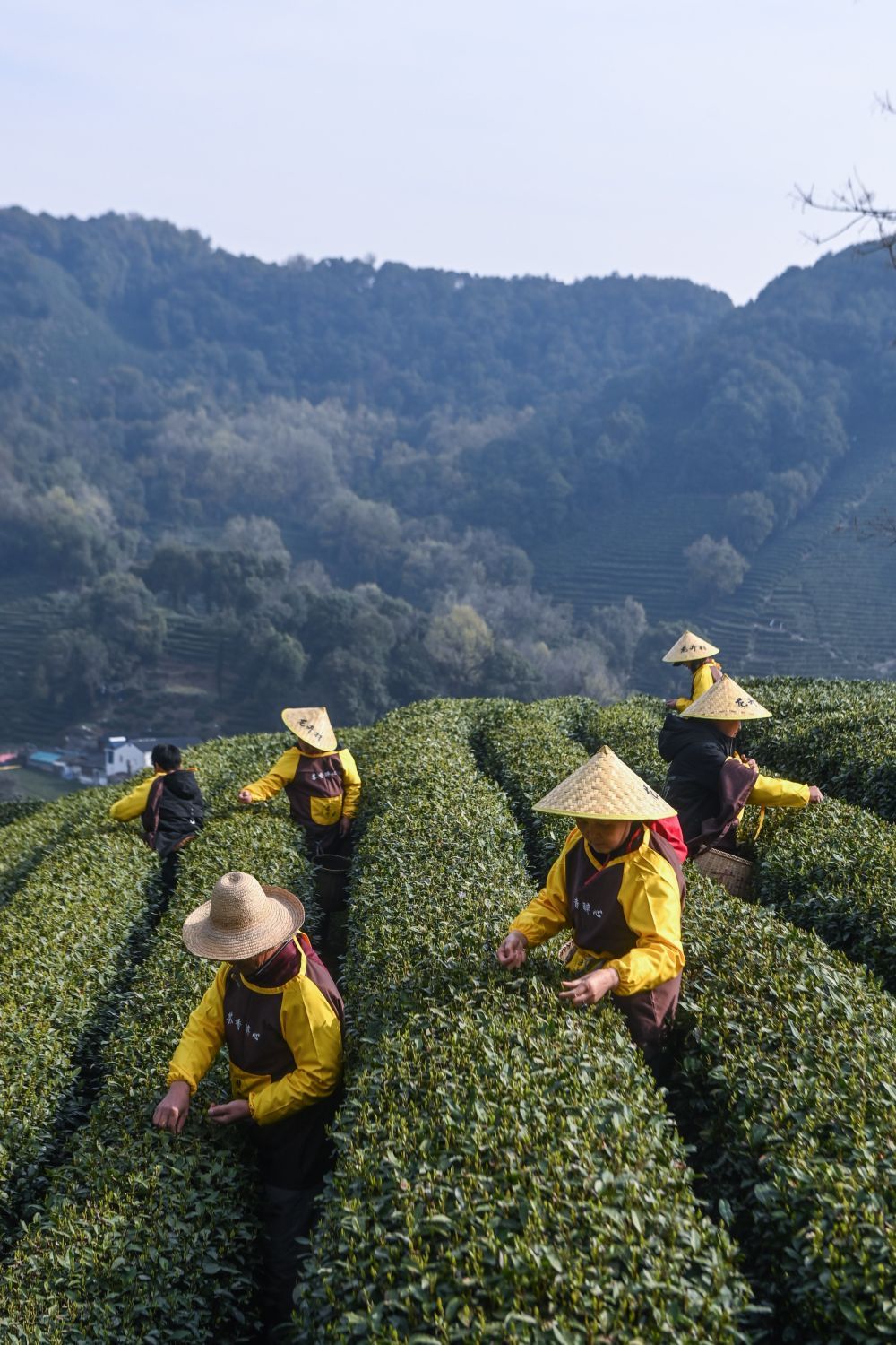 西湖龙井照片采茶图片