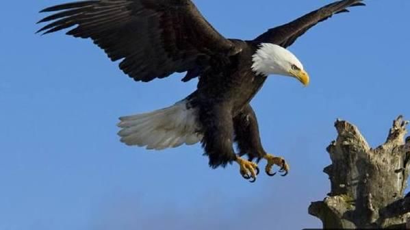 鹰和雕到底有什么区别?其实很多人都傻傻分不