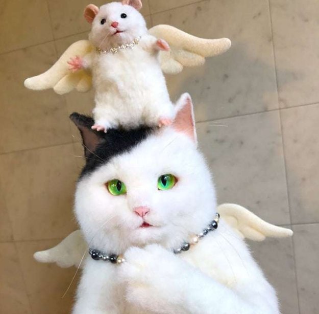 这些猫的背部有一条拉链,女孩喜欢背出门逛街