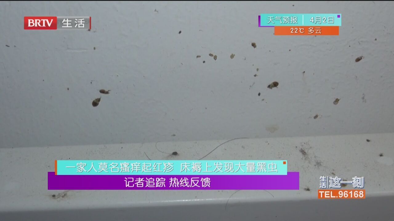 一家人莫名瘙痒起红疹 床褥上发现大量黑虫