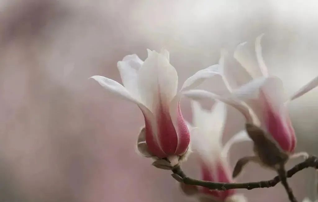 玉兰花开香飘京城,寻芳赏春正当时!_北京时间