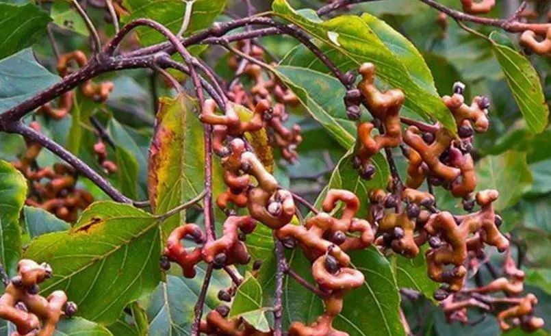 农村长相奇特的野果, 拿来泡酒却功效大!