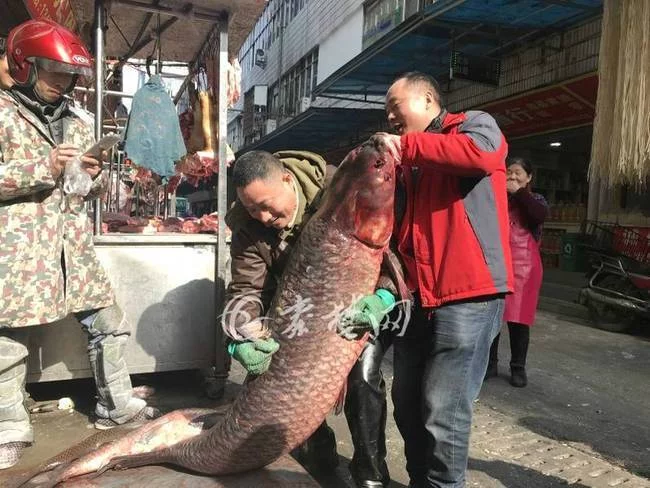 丹江口库区捞起150斤重大青鱼 长约1.7米
