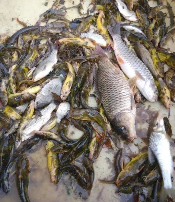 应该很多,四大家鱼青草鲢鲤不说,淡水长江的鲶鱼,白鱼,鲫鱼,鳜鱼等等