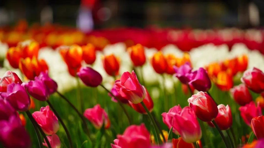 “郁”见浪漫!北京这些地方300万株郁金香“花开成海”→ “郁”见浪漫!北京这些地方300万株郁金香“花开成海”→