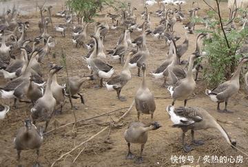 姑娘在河里抓虾, 嫌它太脏拿去喂鹅, 吃货心痛: