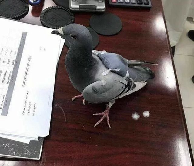 鸽子竟成“毒贩”工具 警方介入拿下该团伙 鸽子竟成“毒贩”工具 警方介入拿下该团伙