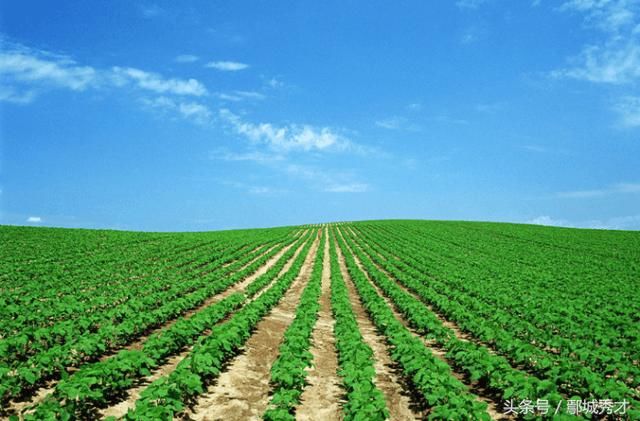 中国又一次取消美国大豆订单,美国豆农绝望?下