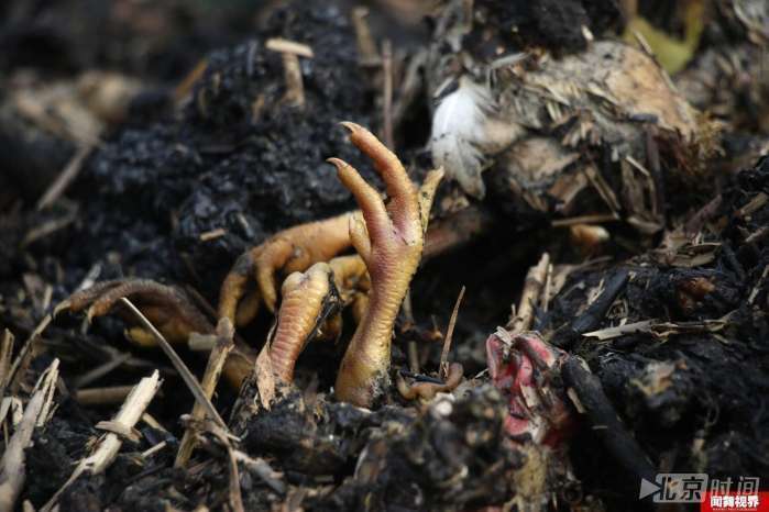 鸡棚起火1.5万雏鸡10分钟被烧焦 损失数十万 鸡棚起火1.5万雏鸡10分钟被烧焦 损失数十万