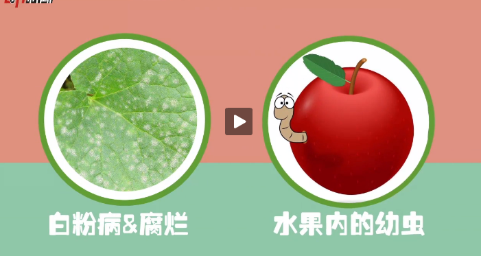 女子携苹果返美被罚500美元 为何各国海关忌