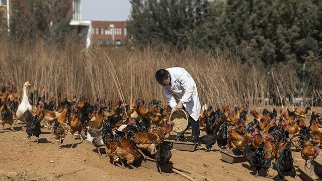 大学毕业直播卖菜！月收入？两万