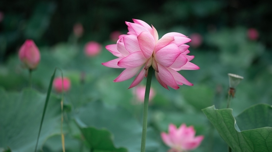 生长几率十万分之一！“花中珍品”并蒂莲现身厦大嘉庚学院荷塘