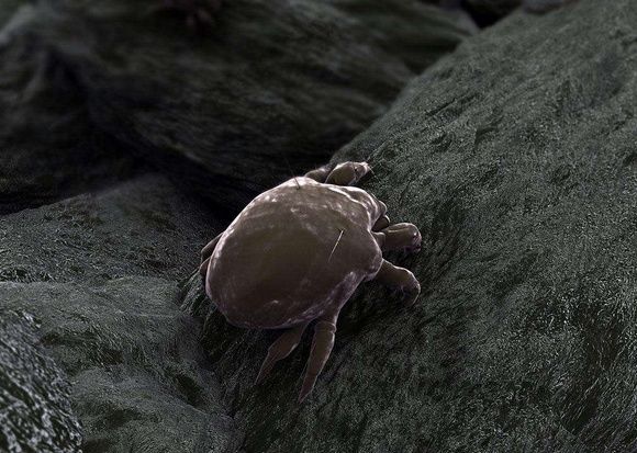 每天用厨房一液体涂脸,十天除螨祛痘,让你脸蛋