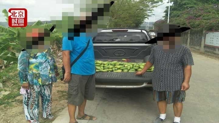6名老人海南组团偷220斤芒果 10天前还有82岁老人偷豆角