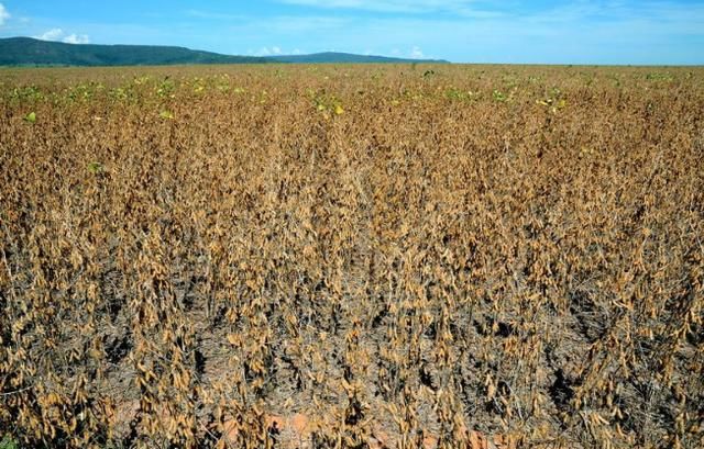 俄罗斯乐了!中国停止从巴西购买大豆,转与俄合