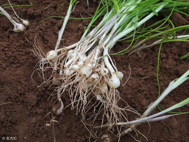 农村常见的8种野菜,农村人当杂草丢弃,城里人