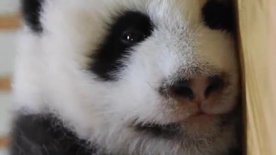 软乎乎的太萌了!熊猫宝宝也春困 软乎乎的太萌了!熊猫宝宝也春困