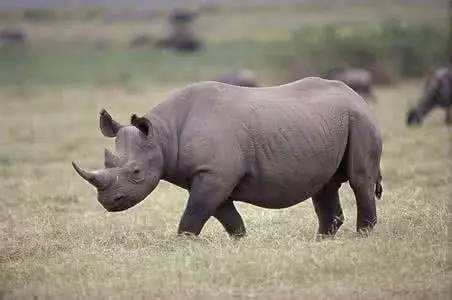 新华社:防范灰犀牛 充裕的外汇储备是一道防火墙