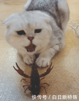 好奇心害了猫?猫猫竟然调戏这个东西,下一秒笑喷了