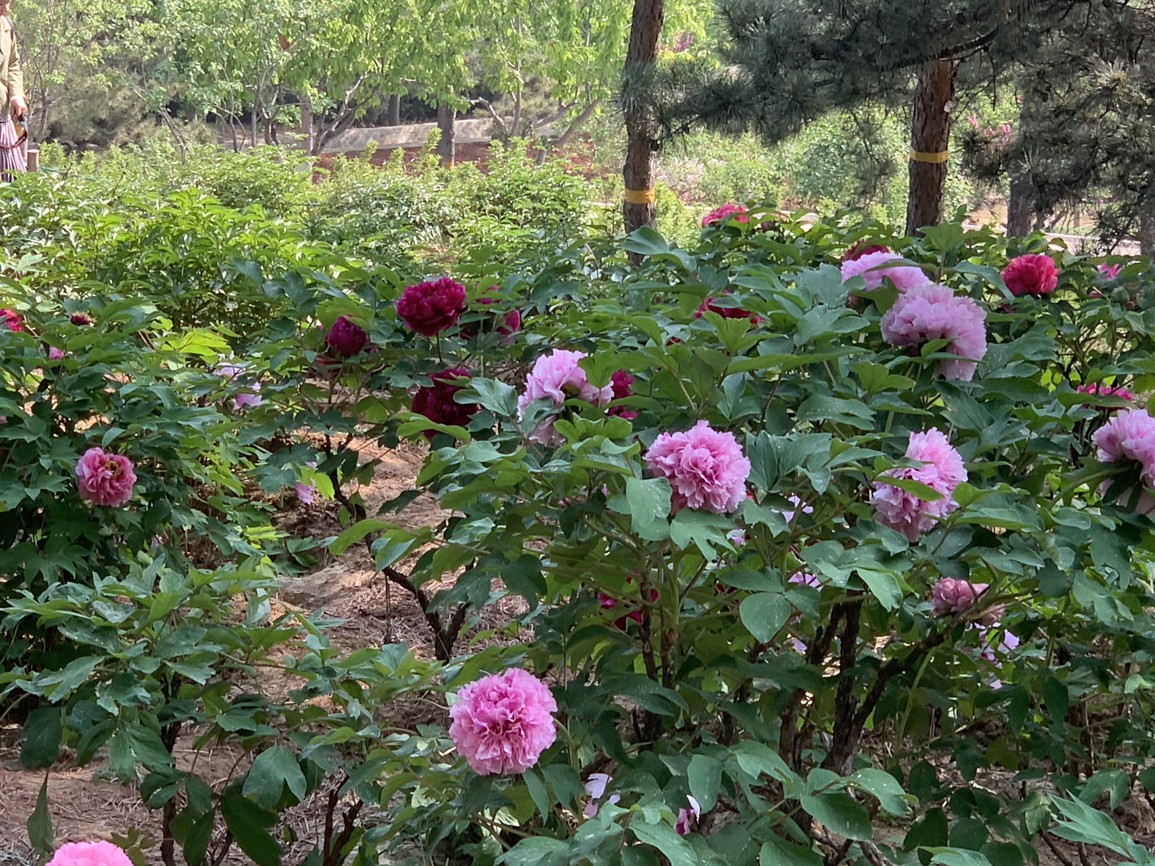 牡丹展區包括:北京西山國家森林公園,景山公園,頤和園,北京植物園