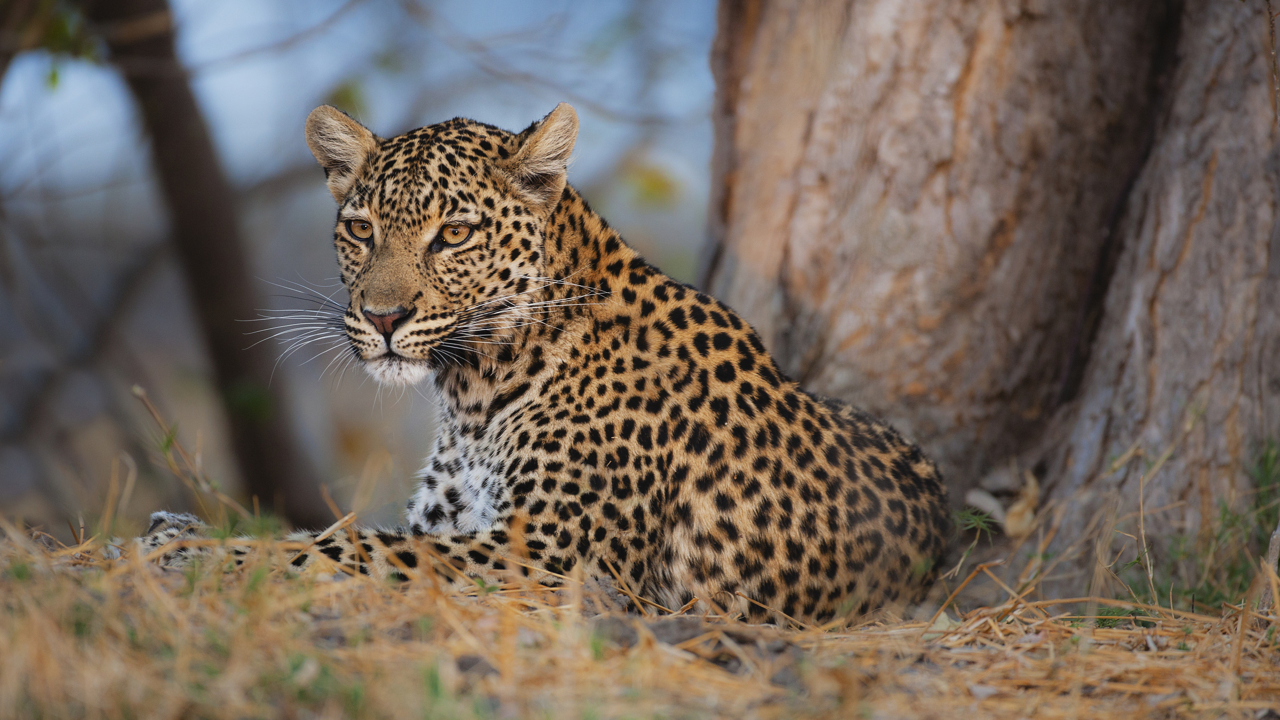 杭州野生动物世界存在严重瞒报行为:怕影响五一客流量 瞒报豹子外逃 杭州野生动物世界存在严重瞒报行为:怕影响五一客流量 瞒报豹子外逃