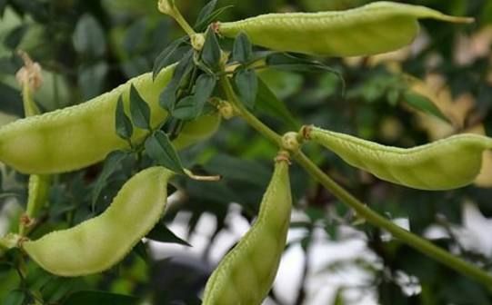 大肚子湿气重,多吃这3种食物,排出湿气,肚子