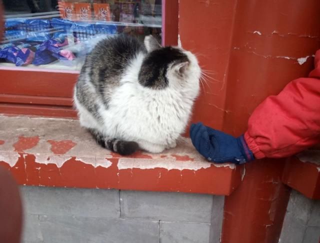 故宫最辛劳的执勤员工:大内御犬和皇家御猫!