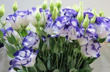 洋桔梗种植效益及栽培技术要点