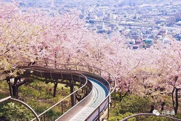 2018年全日本樱花开放预测时间公布,从南到北