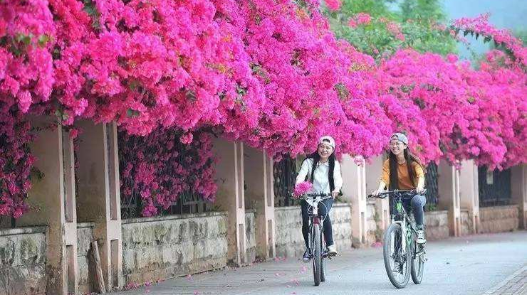 广西柳州：紫荆花开满城  游人徜徉花海世界