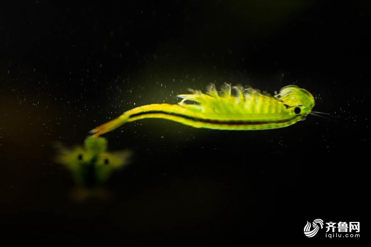 山东又现仙女虾 从史前穿越而来与恐龙同一