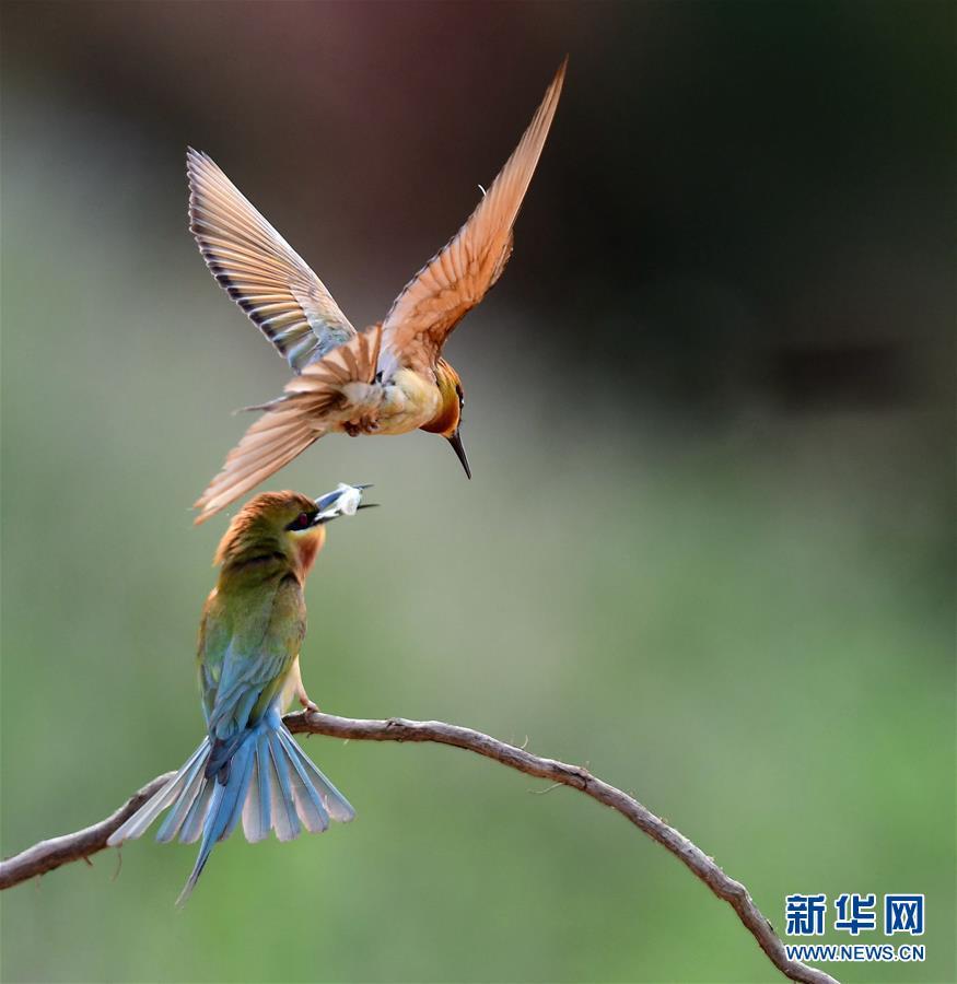 厦门五缘湾栗喉蜂虎自然保护区见闻