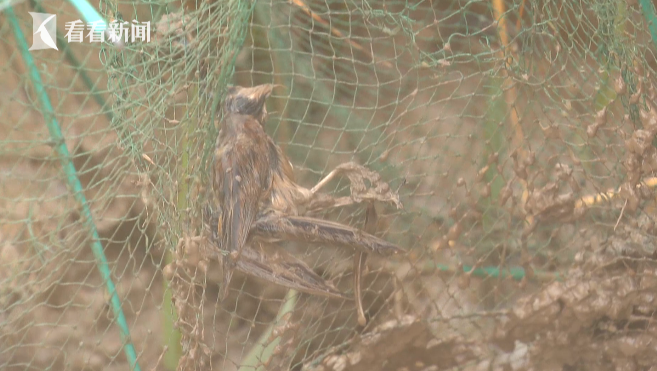 视频|南汇东滩湿地现非法捕捞地笼 野鸟野鸭被困死亡