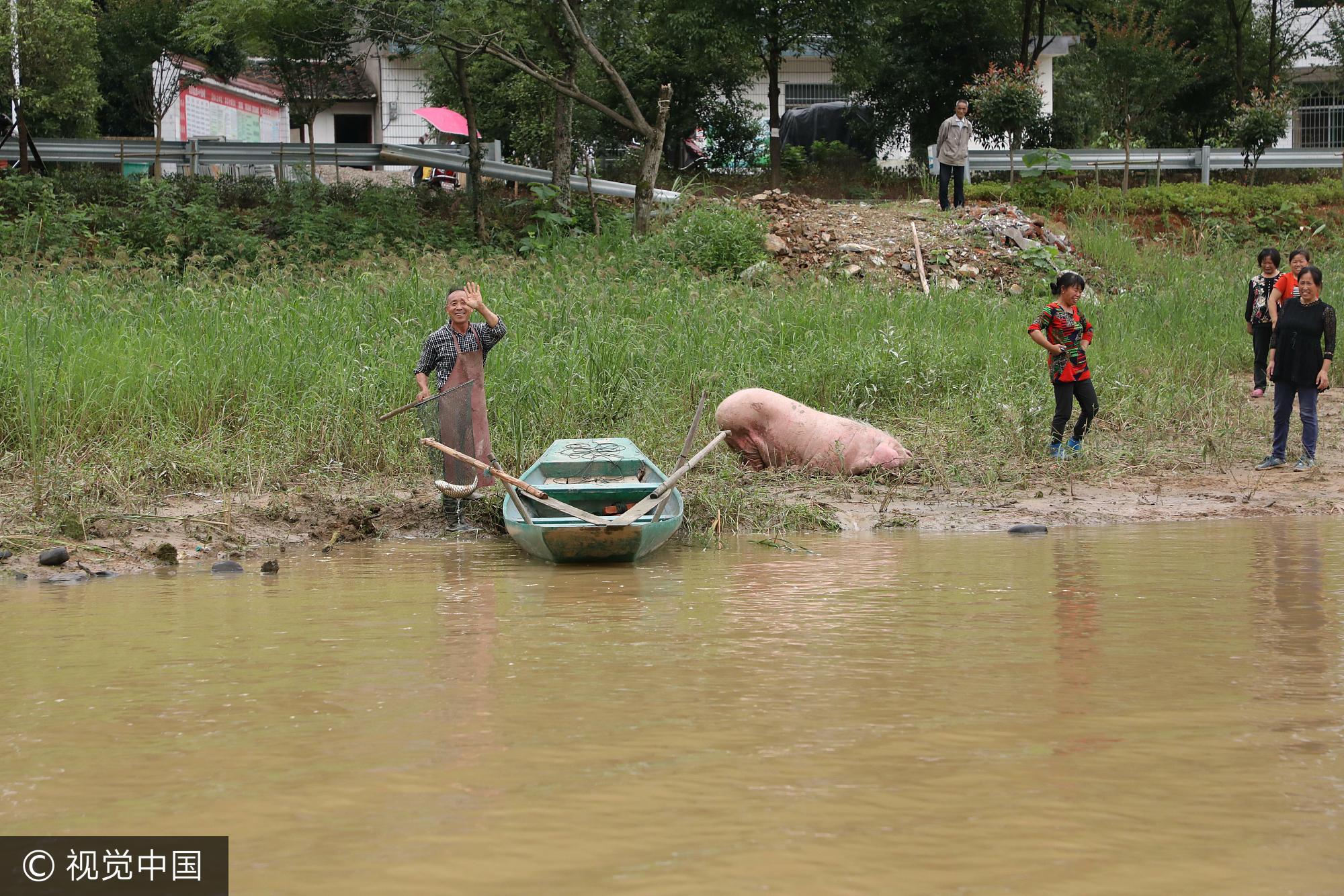 原来6月24日凌晨，受暴雨影响，当地发生严重的泥石流等洪涝灾害，梁荣成老人家住修水县四都镇，距离发现这头母猪的地点有20多公里，当天的强降雨造成他家养猪场被冲毁，几十头生猪一夜之间不见踪影。