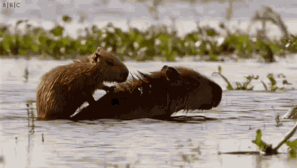 586_332gif 动态图 动图