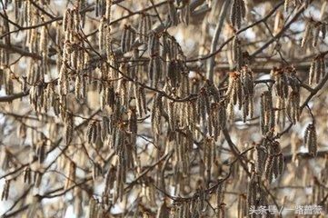 春天满天飞的杨絮,泰安人叫什么?