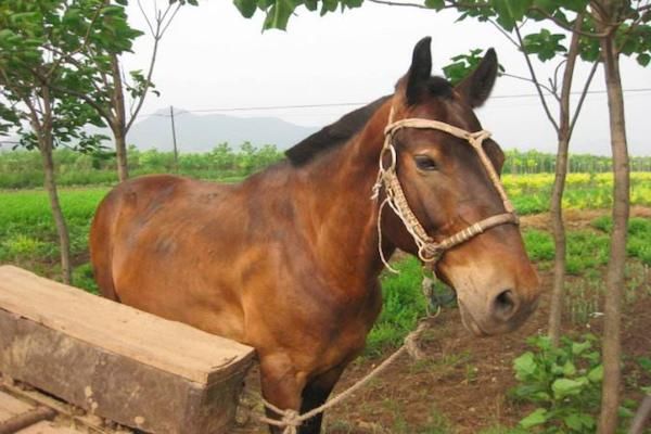 农村老话讲:上坡骡子平川马,下坡驴子不用打,说