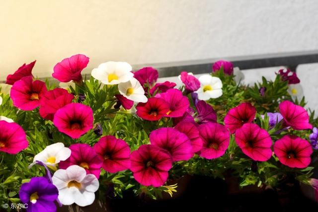 矮牵牛只长叶子不开 花,更别说花朵爆盆了,可能