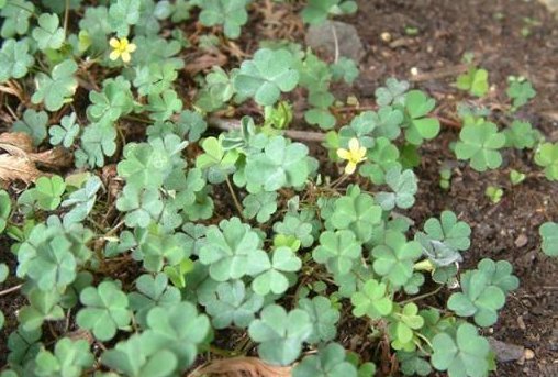 农村路边的水晶萝卜,城里人想吃吃不到!知道