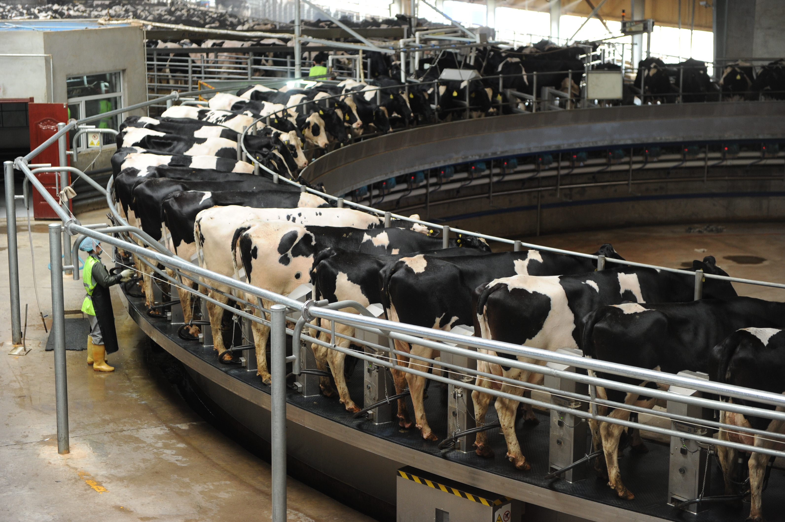 澳亚现代牧场的奶牛挤奶区