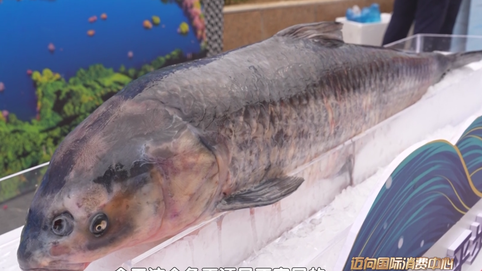 北京日记|金秋密云 鱼悦飘香 密云鱼王美食文化节开幕_北京时间