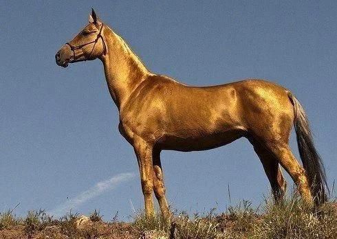 生肖马和这些生肖相克相冲!