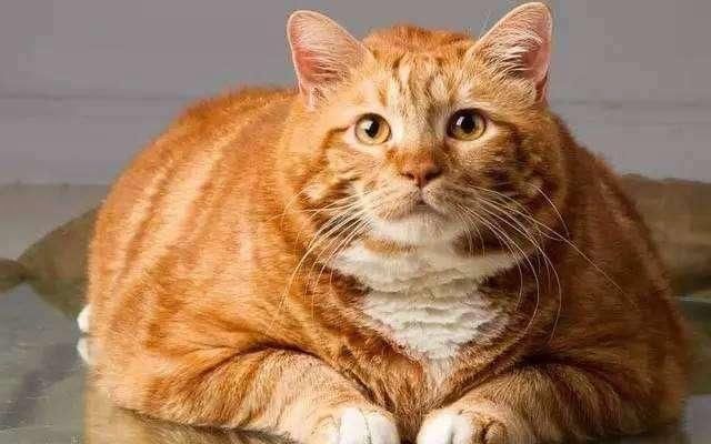 打破前吉尼斯世界记录猫身长1.18米,这只猫现