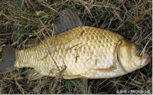 野钓大鲫鱼 用什么打窝