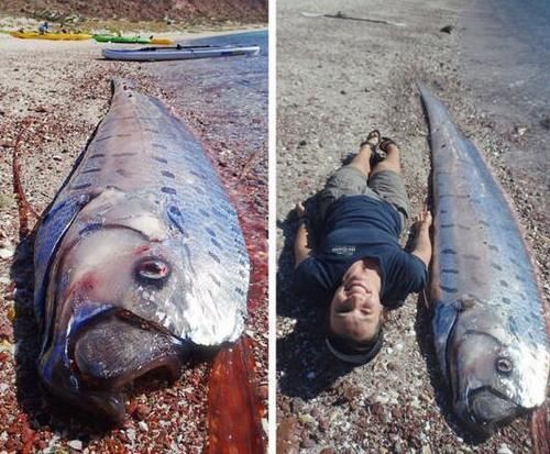 地球上最长的硬骨鱼,面孔狰狞恐怖,被误认为传说中的龙