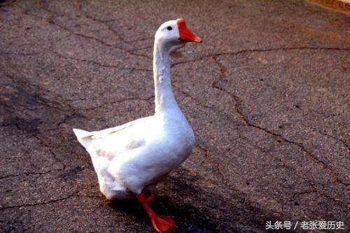 古代没有卫生纸,古人上完厕所后用什么擦屁股