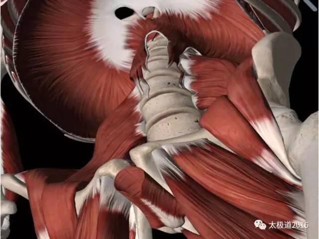 干货|用文化解释"丹田"永远说不清!