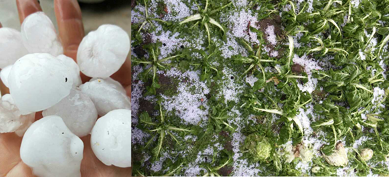 新邵县迎光乡: 冰雹突袭两小时 村干部勇救孤寡