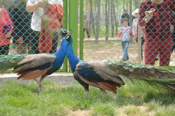 濮陽野生動物園/東方莊野生動物園正式對外開放了